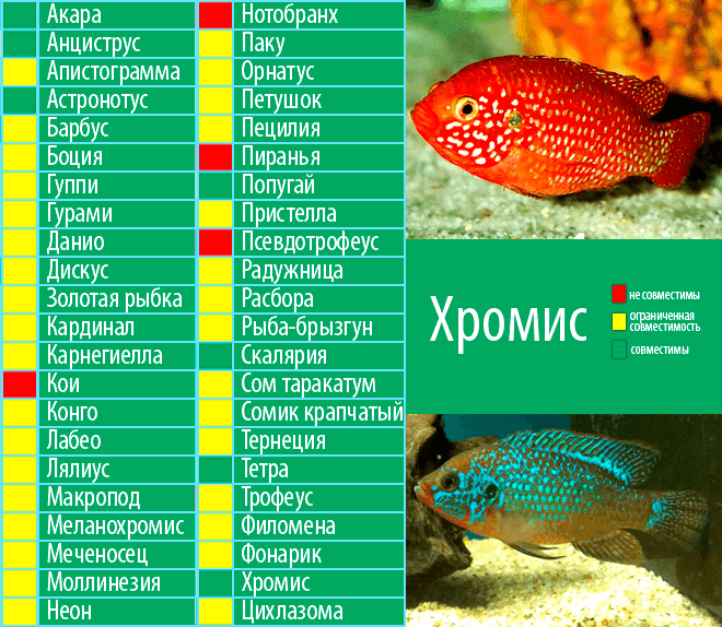 Таблица совместимости аквариумных рыбок в одном аквариуме таблица фото