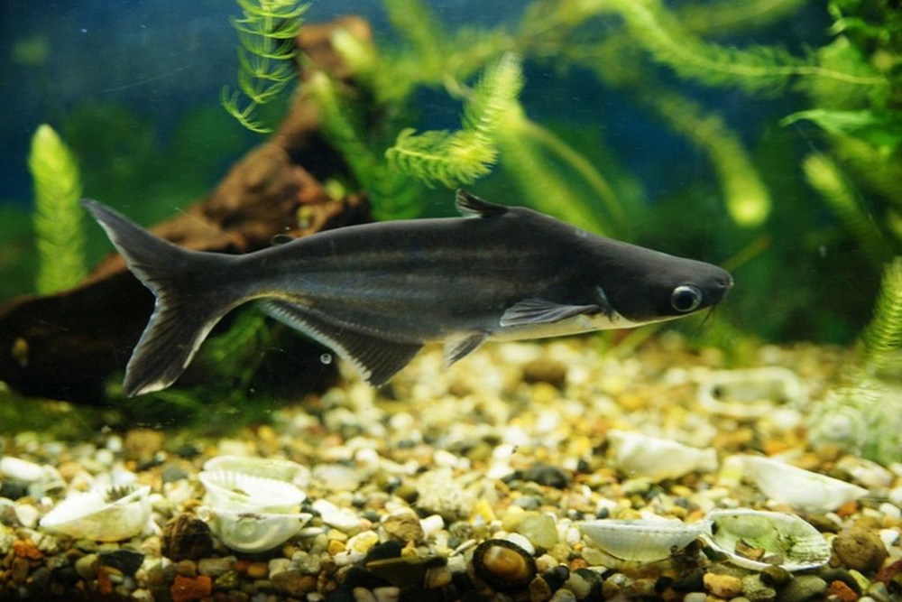 Акулий сом (пангасиус аквариумный): описание и фото, содержание, совместимость с другими рыбами, болезни