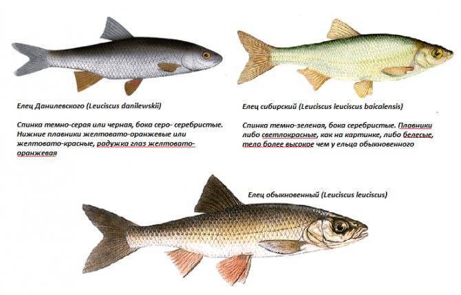 Рыба елец - фото, описание, виды, среда обитания, повадки и ловля ельца