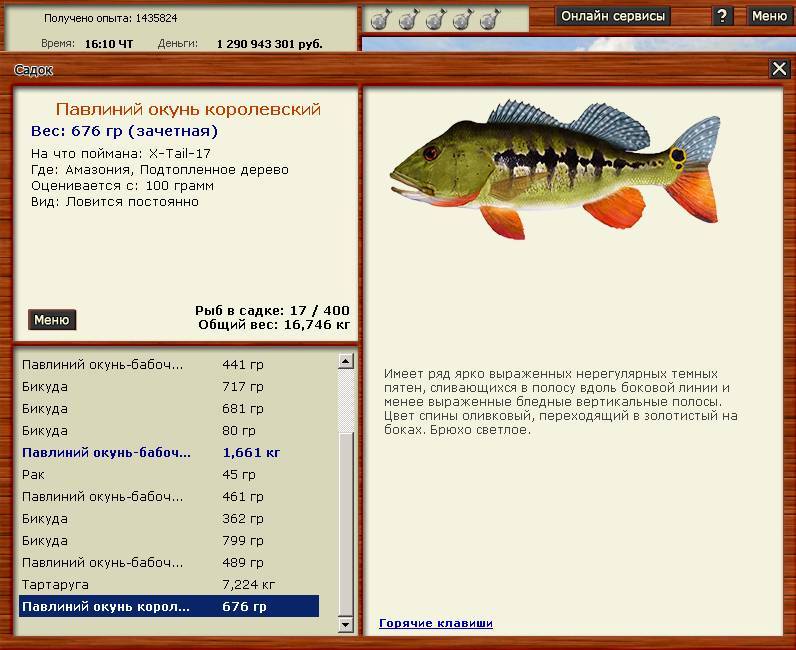 Окунь нильский фото и описание – каталог рыб, смотреть онлайн