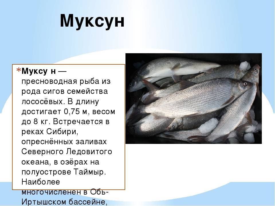 Чир - северная рыба, полное описание с фото