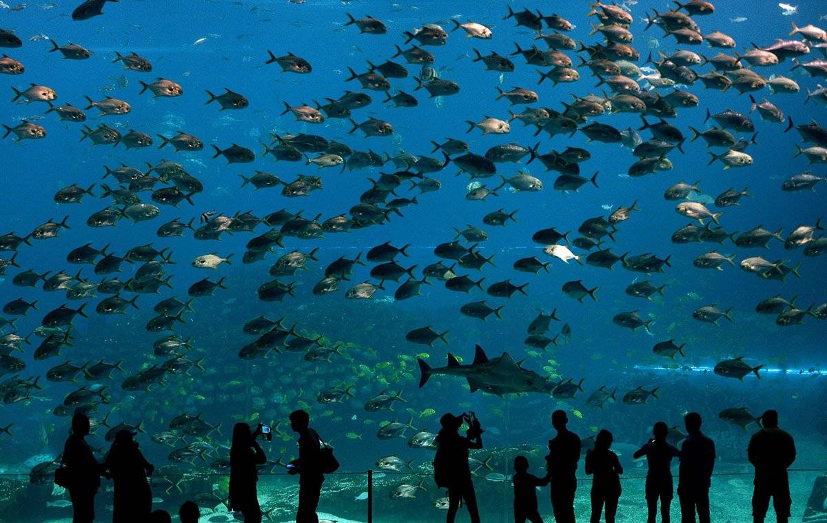 Топ 10 самых больших океанариумов в мире