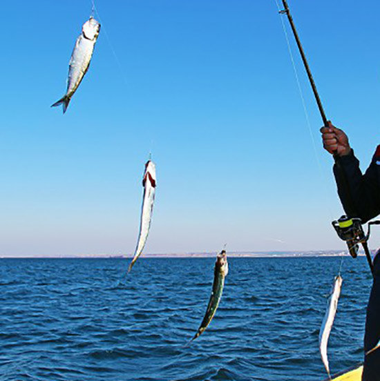 Рыбалка на черном море: как ловить с лодки и берега, виды рыб, тактика