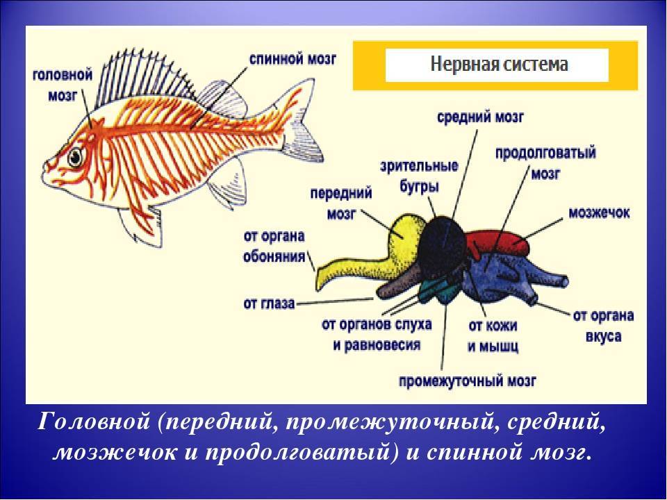 Как размножаются рыбы: особенность, готовность к размножению и нерест