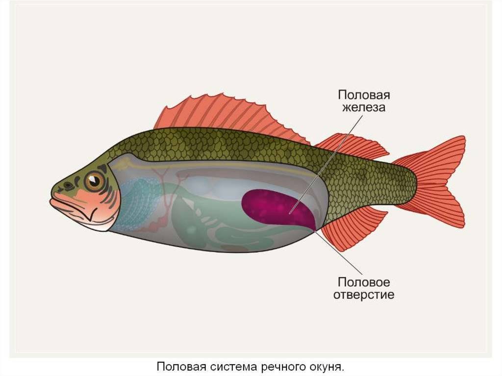 Спаривание рыб: кратко о способах размножения рыбок