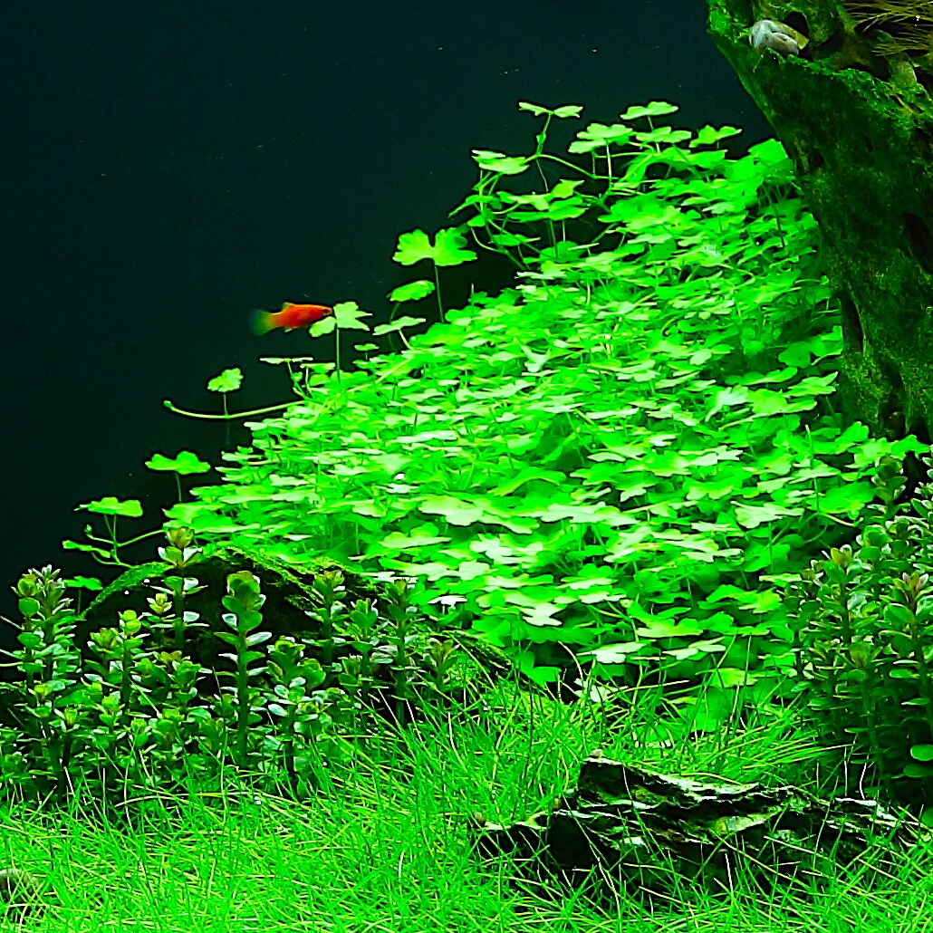 стенки аквариума покрываются зеленью