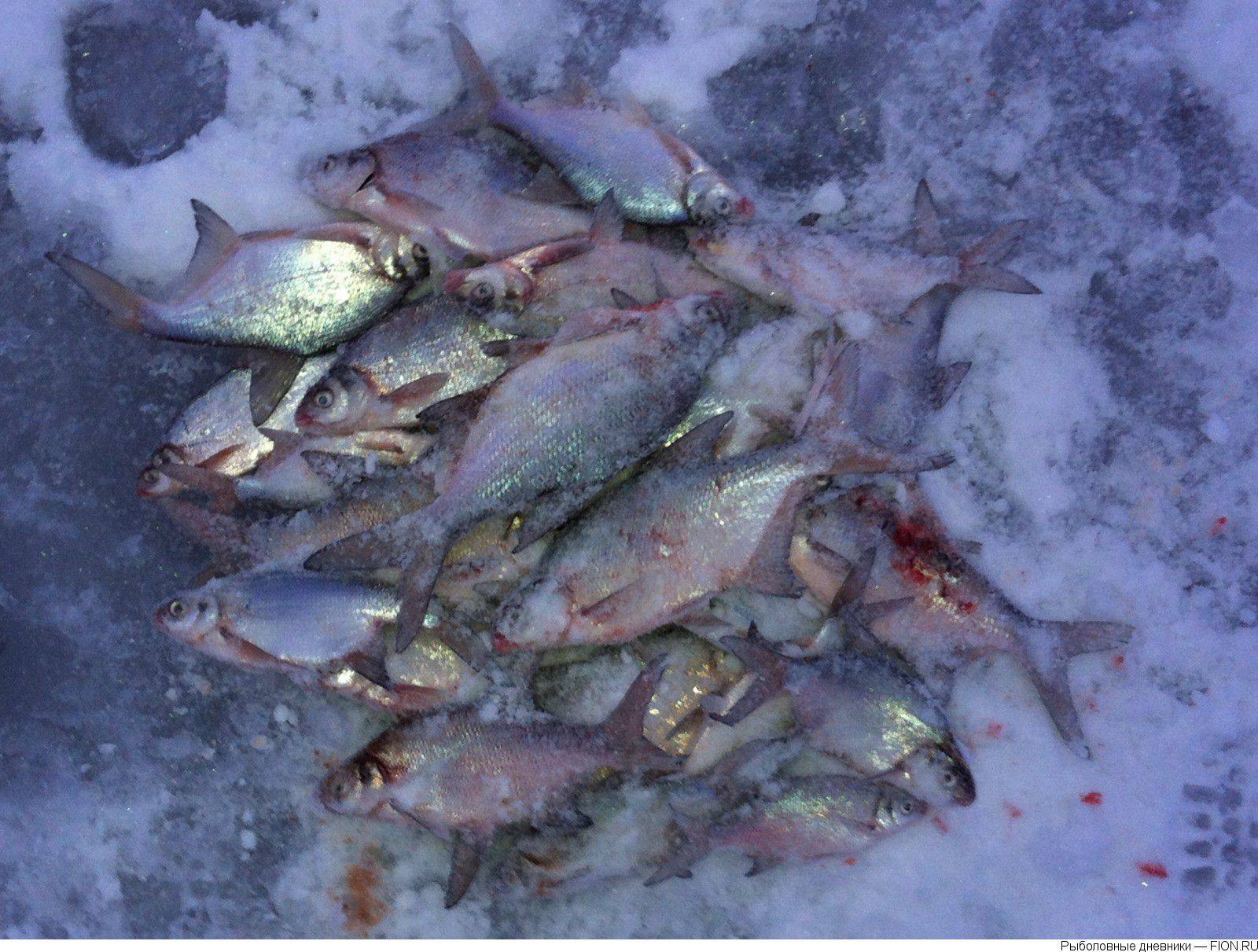 Рыбалка в приморском крае: виды рыб, обитающих в приморье