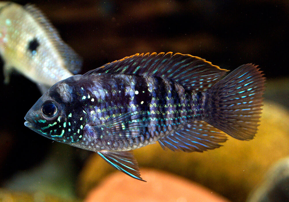 Рыба анабас или ползун (anabas testudineus) живет в медленных реках, фото и информация о рыбке