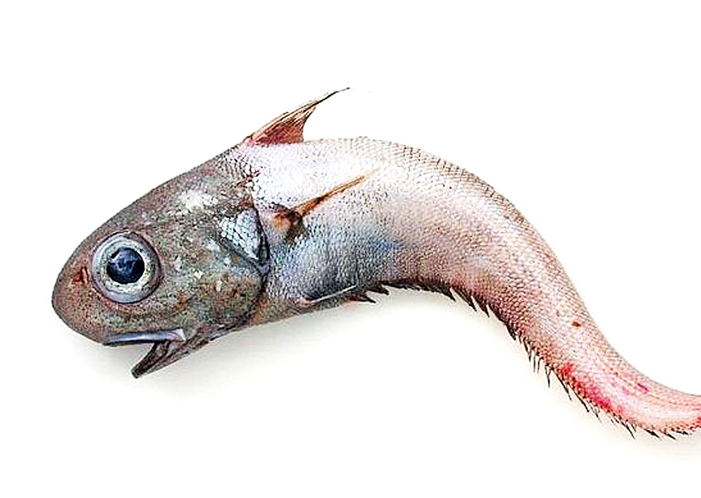 Макрурус рыба что за рыба фото