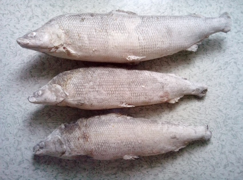 Рыба нельма: характеристика, обитание, рецепт приготовления