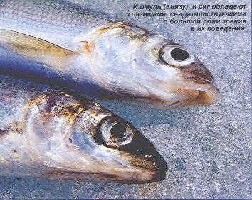 Ловись рыбка большая и маленькая: что такое байкальский омуль и с чем его едят  - irkutskmedia