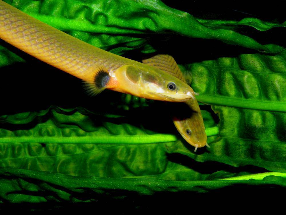 Каламоихт калабарский: рыба похожая на змею в вашем аквариуме