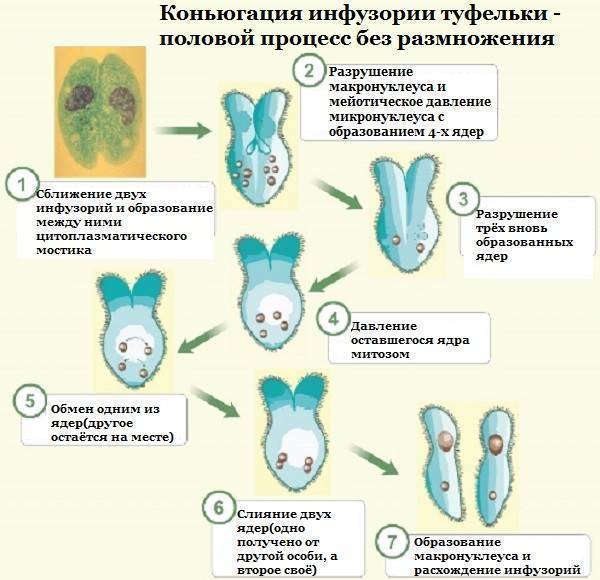 какое пищеварение у инфузории