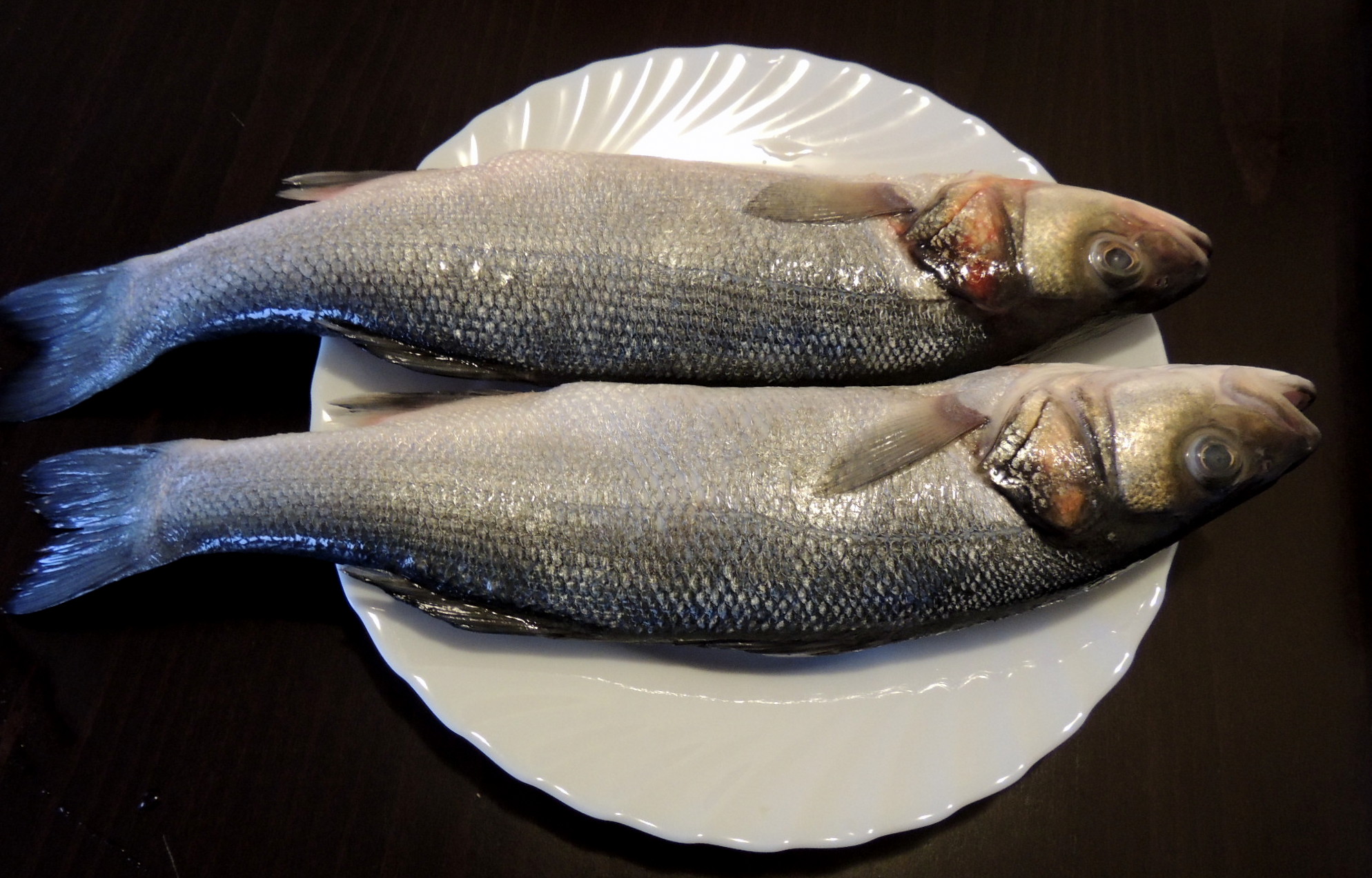 Рыба сибас (лаврак обыкновенный): описание, места обитания и способы ловли