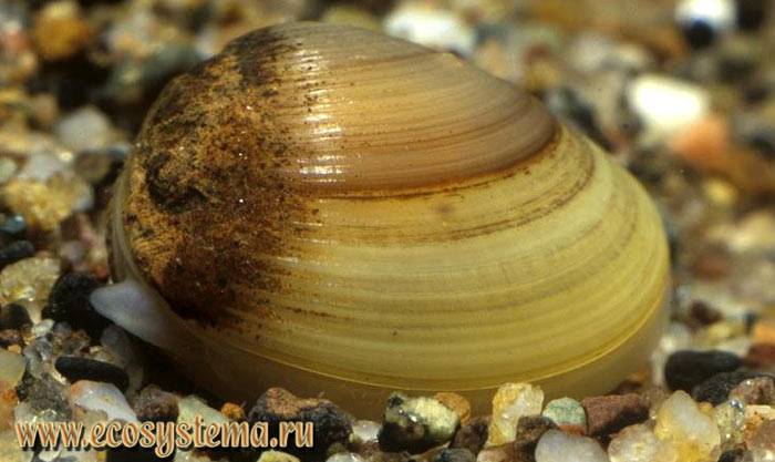 Тип моллюски или мягкотелые. общая характеристика, строение, размножение, разнообразие и значение моллюсков