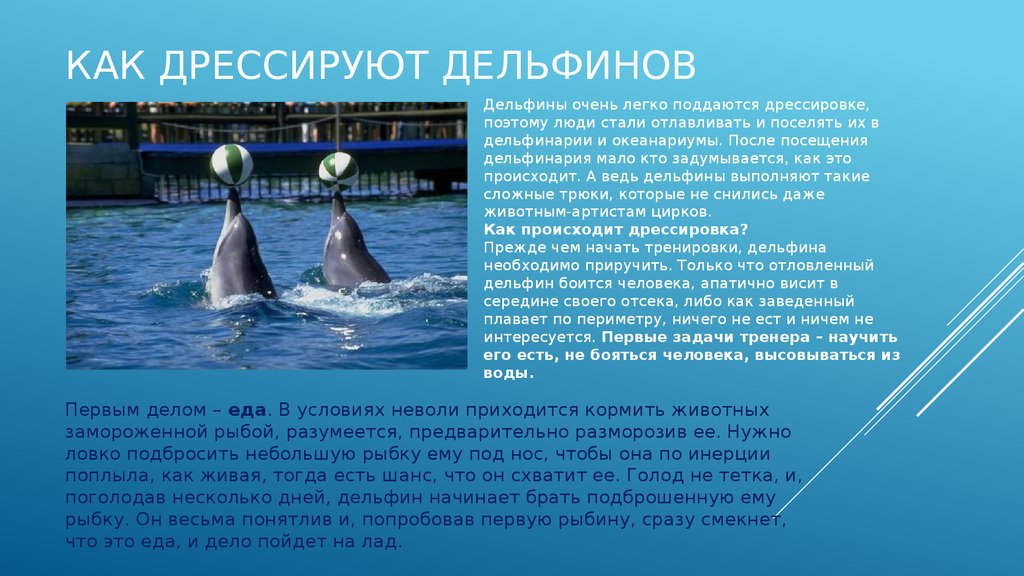 Дельфины с удовольствием разучивают и выполняют разные. Дельфины презентация. Сведения о дельфинах для детей. Дельфин краткая информация. Кратко о дельфинах.