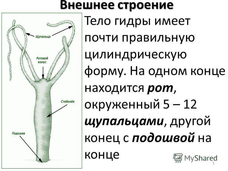 Строение гидры рисунок с подписями