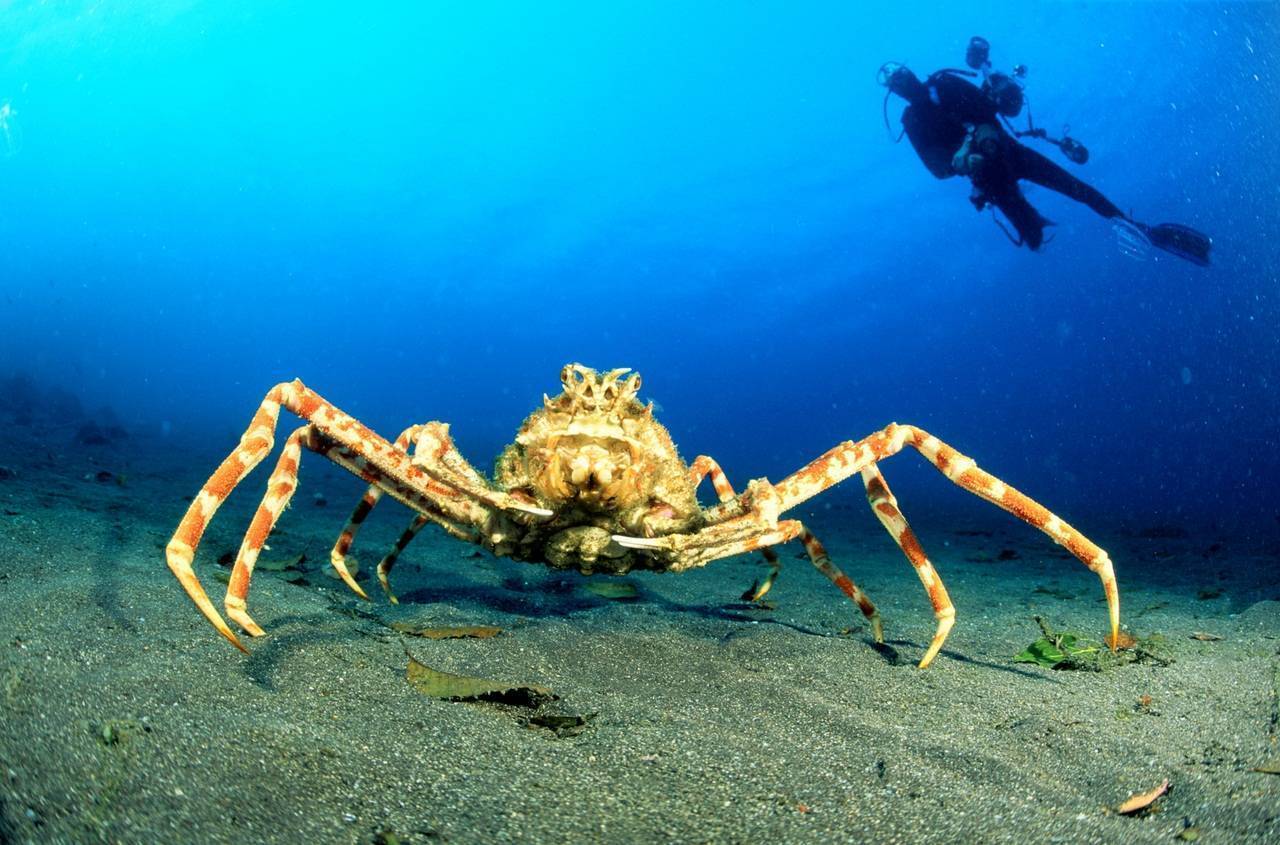 Японский краб-паук - japanese spider crab