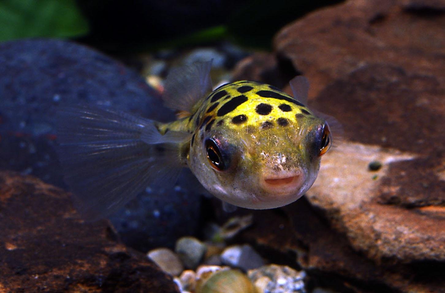 Рыба-шар, которая умеет надуваться: среда обитания