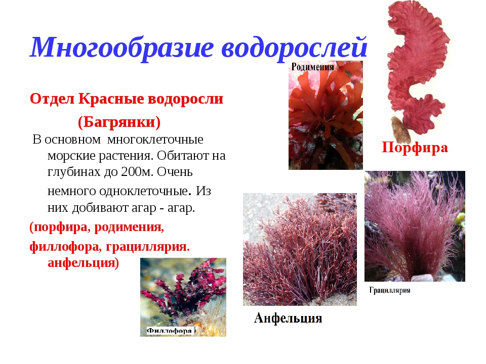 Морские красные и бурые водоросли. значение водорослей.