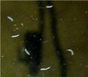Нематоды в аквариуме или появление белых червячков