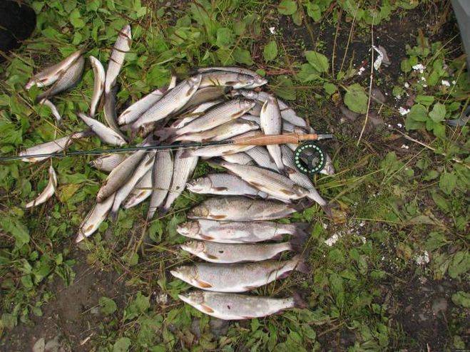 Обзор бесплатной и платной рыбалки в ногинском районе – суперулов – интернет-портал о рыбалке