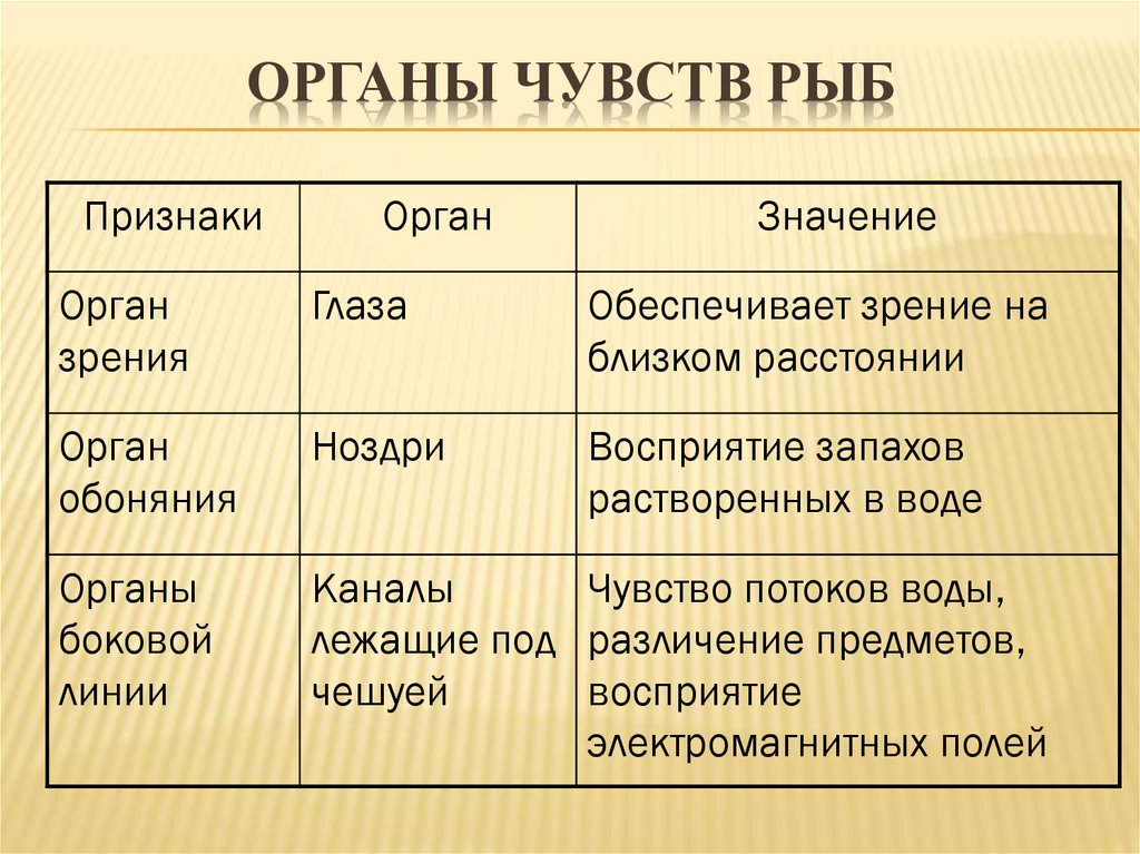 Органы чувств у рыб презентация