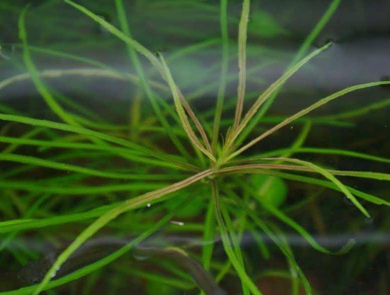 Погостемон хелфери: описание водоросли, содержание и размножение аквариумного растения