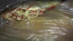 Паразиты в морской рыбе опасные для человека - glisty.su