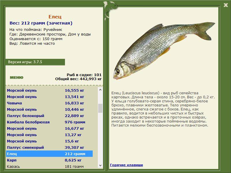 Елец: описание рыбы, фото, повадки, ловля и выбор снасти