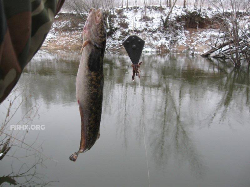 Ловля налима осенью: как сделать снасть для рыбалки? на какую наживку клюет налим? рыбалка на реке на фидер в октябре, другие варианты