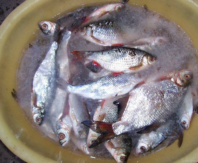 Как засушить рыбу в домашних условиях весной, летом и зимой: простые способы