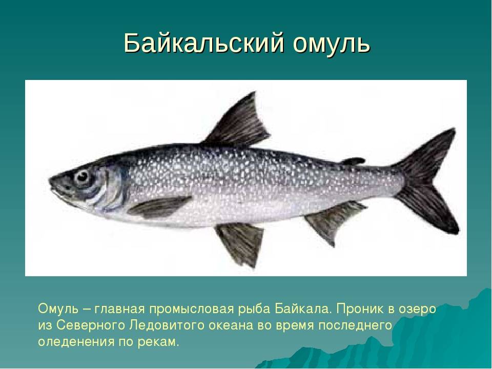 Рыба сиг?: фото и описание. как выглядит сиг?, чем питается и где водится