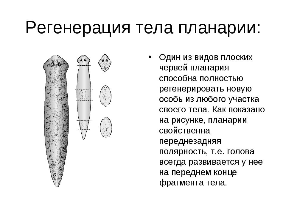 Нервная система планарии рисунок