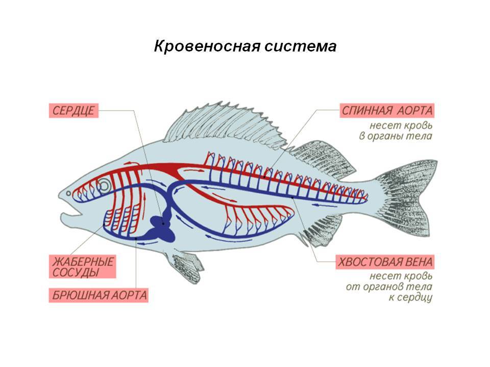 Кровеносная органы рыб. Кровеносная система рыб схема. Кровеносная система оку. Строение кровеносной системы рыб. Схема строения кровеносной системы рыб.