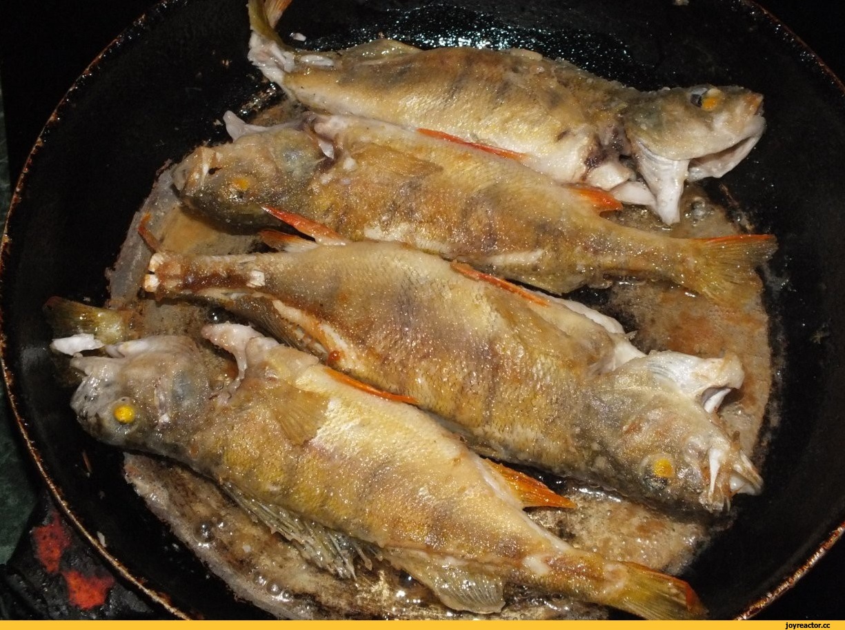 Окунь морской красный: рецепты в духовке с фото
