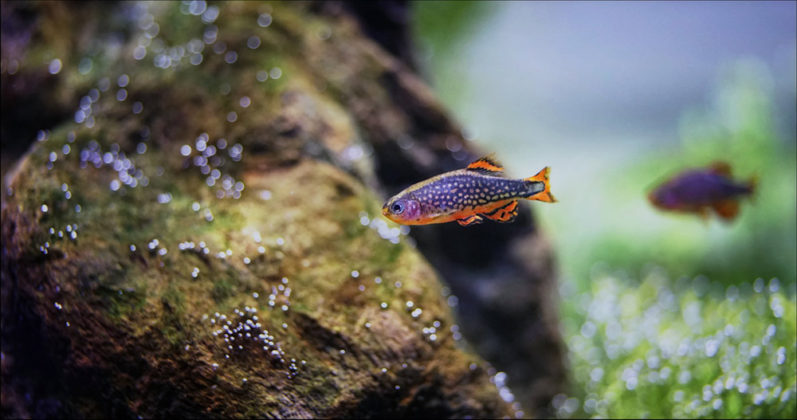 Маленькая аквариумная рыбка микрорасбора «галактика», содержание