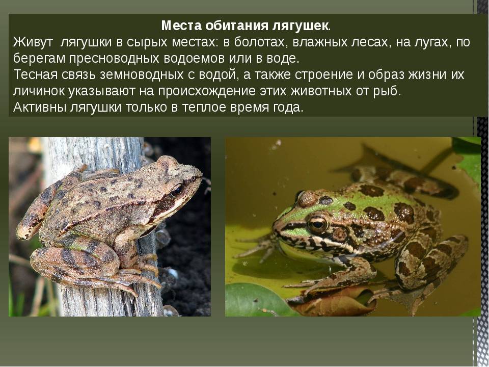 Травяная лягушка: описание, фото, ареал обитания, образ жизни, размножение