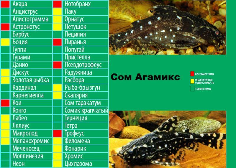 Сомики аквариумные: названия с фото и описанием, а также их содержание и уход