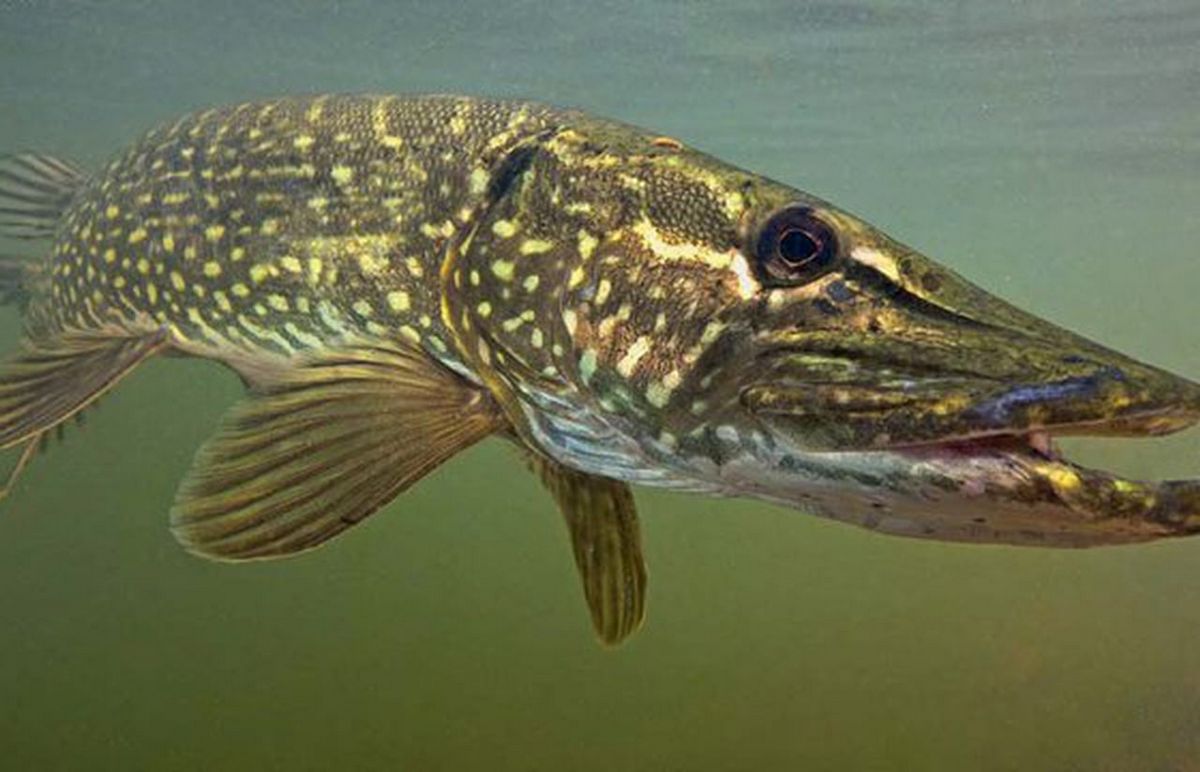 Щука - читайте на сatcher.fish