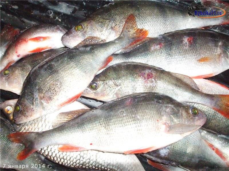 Паразиты в рыбе: виды, заболевания человека, меры безопасности от заражения