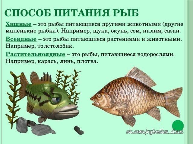 Кормление рыбы в пруду: правила, корма, режим
