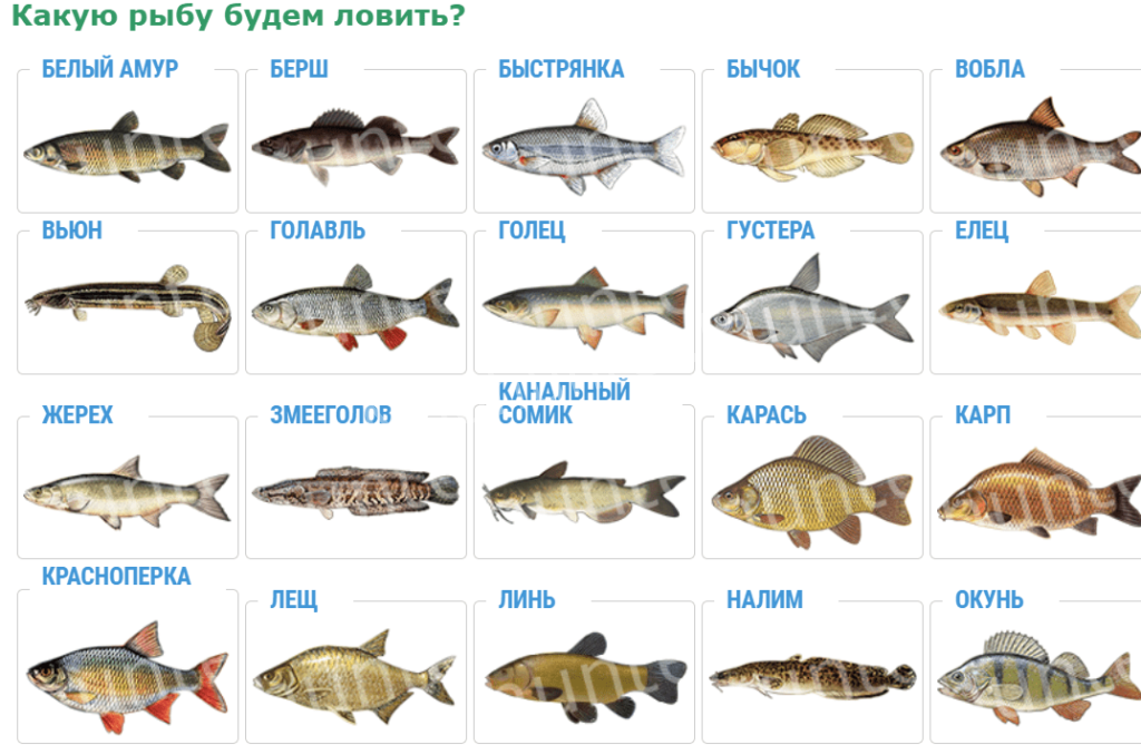 Какая должна быть рыба. Рыбы список. Виды рыб. Самые распространенные названия рыб. Речные рыбы таблица.
