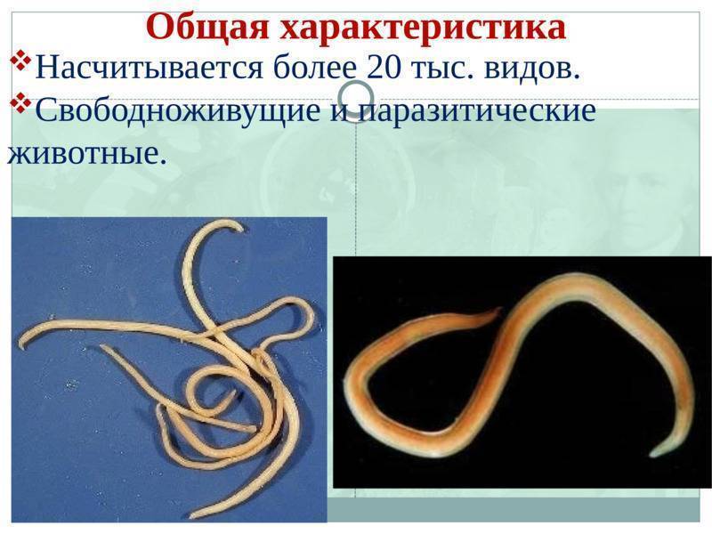 Тип круглые черви (nemathelminthes)
