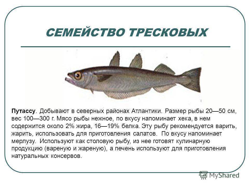 Пикша рыба. образ жизни и среда обитания рыбы пикша