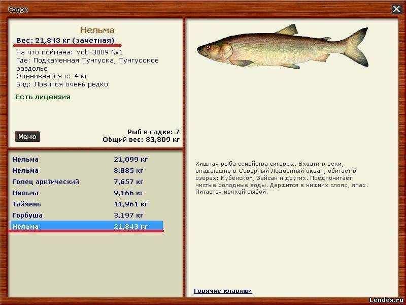 Рыба нельма – ценный вид хищной рыбы, обитающей в ледяных водах