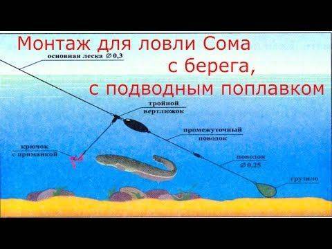 Ловля сома на донку - правильная оснастка, лучшие наживки и поиск места