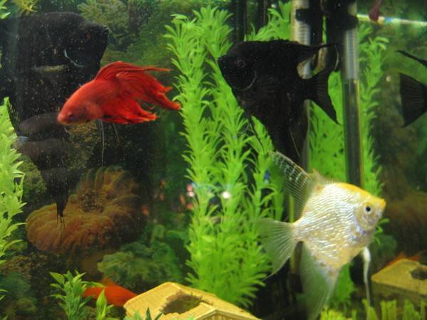 Какие рыбки живут с петушками: перечень видов, которые можно держать в одном аквариуме с бойцовскими рыбками