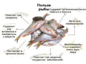 Польза и вред рыбы для здоровья человека: результат анализа более 40 научных исследований | promusculus.ru
