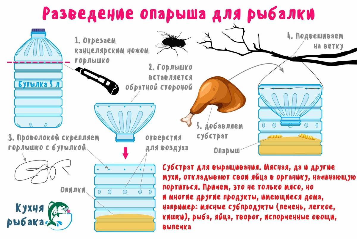 Как хранить опарыша. Опарыш в домашних условиях для рыбалки. Сделать опарышей в домашних условиях для рыбалки. Как приготовить опарыша для рыбалки.